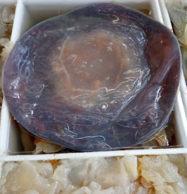 海蜇营口海蜇红水皮