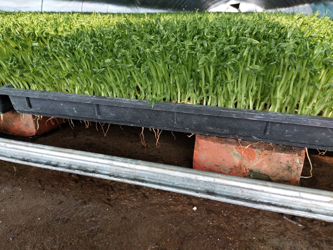 油麦菜种子预处理操作