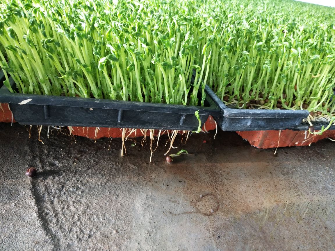 油菜整体植株形态图