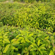 肉桂苗50~60cm