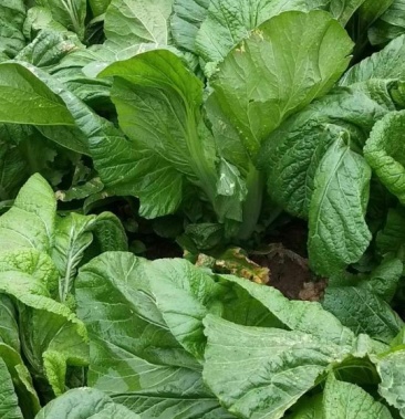 湖南岳阳精品叶用芥菜5两以上质量保证