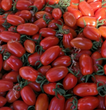 [409小柿子批发]409小柿子 10g以上价格7.50元/斤 - 一亩田