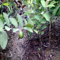 番石榴苗30~50cm