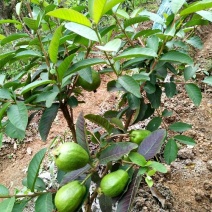 西瓜番石榴苗50~80cm