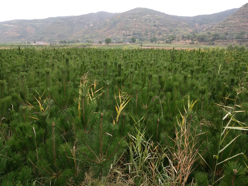 夕阳下的油松林,远处是连绵的山脉,展现其与自然环境的和谐共生 油松与自然和谐共处