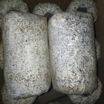 香菇菌种栽培种