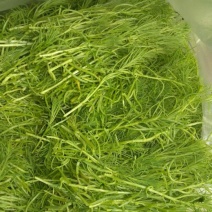 龙须菜嫩