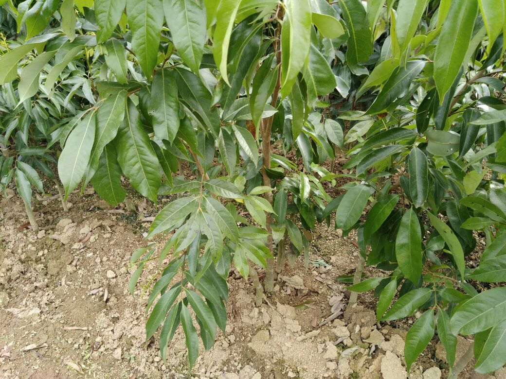 无核荔枝苗特写