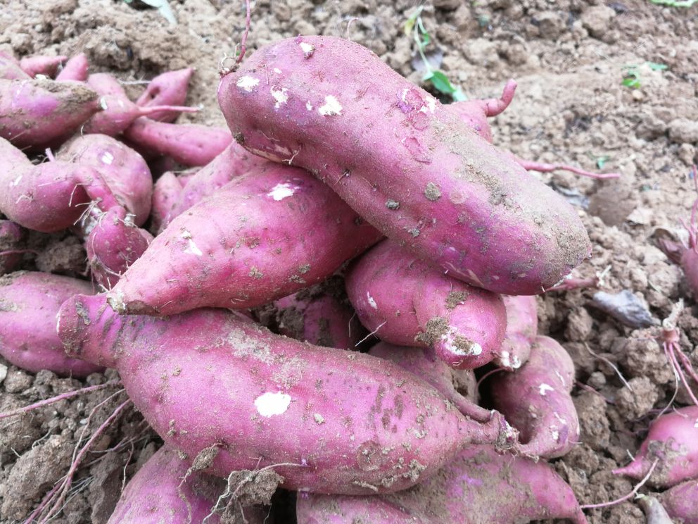 太薯采收与分拣场景图