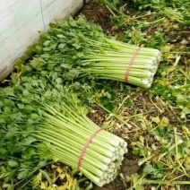 西芹！产地直供，货源充足！质优价廉！欢迎订购！