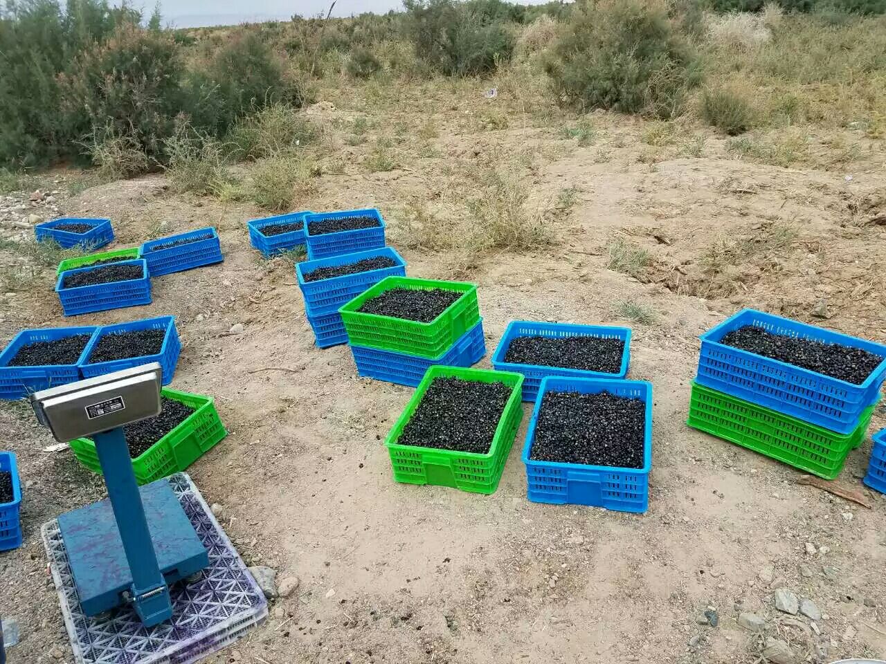 一片位于青海高原的黑枸杞种植基地,成片低矮灌木结满紫黑色果实,远处是连绵山脉和蓝天白云,农民正在手工采摘 黑枸杞产地实景图