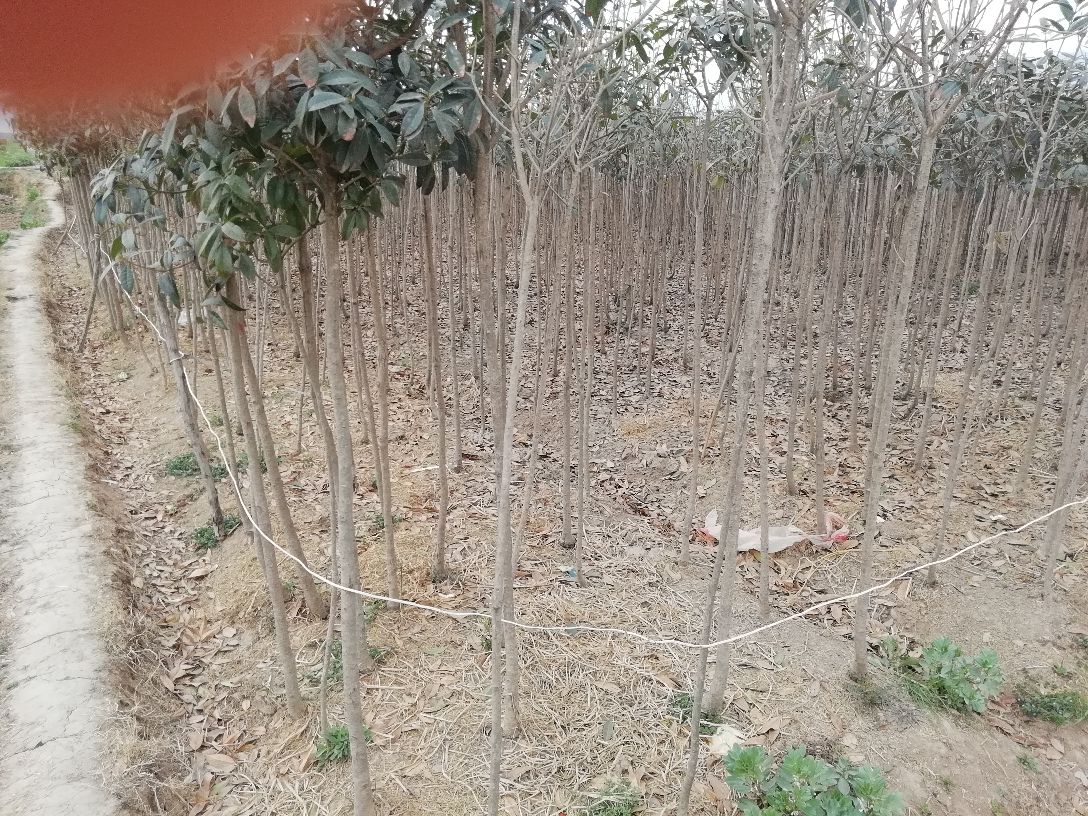 八月桂园林景观