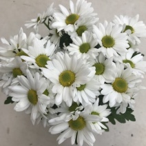 菊花0.5米以下