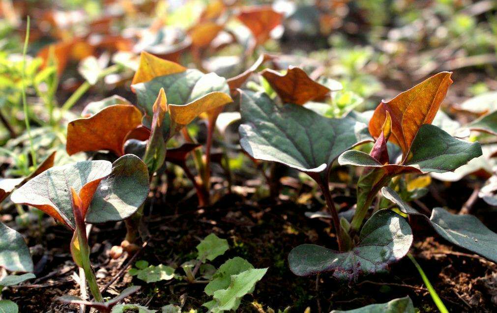 细叶紫茎红梗型鱼腥草整体植株特写