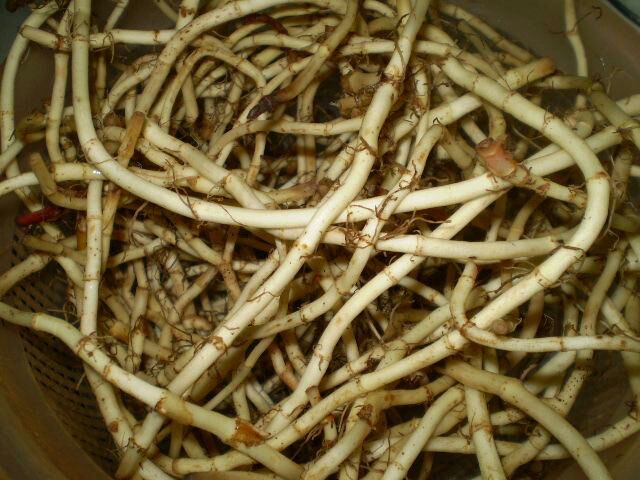 一株完整的鱼腥草,展示其地上绿色茎叶与地下白色根状茎(俗称‘根’)的连接状态。根部呈细长节状,表面有须根残留,颜色乳白微带淡黄,质地脆嫩 鱼腥草全株特写