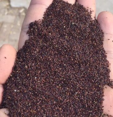 荆芥种子 荆芥籽 包发芽免费技术指导大货批发