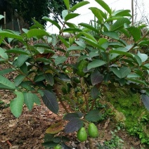 西瓜番石榴苗50~80cm