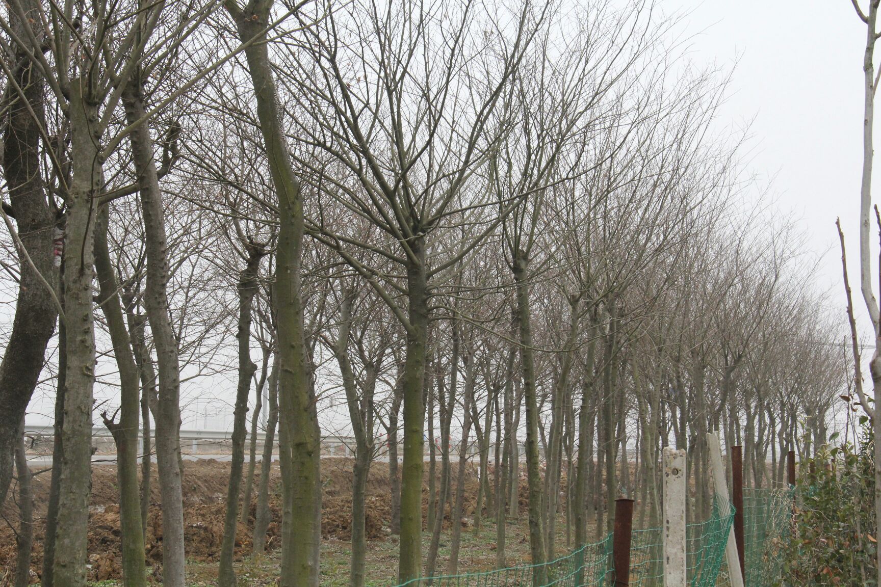 绿化带龙柏冬季防寒保护措施示意图