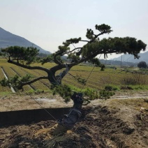 造型松14公分