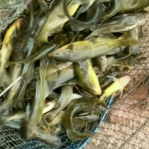 黄颡人工养殖1两以下