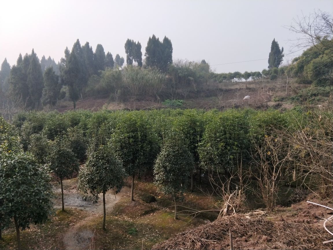 广西阳朔县八月桔果园航拍图,展示连片种植区与山地地形结合的自然风貌 广西八月桔种植基地航拍图