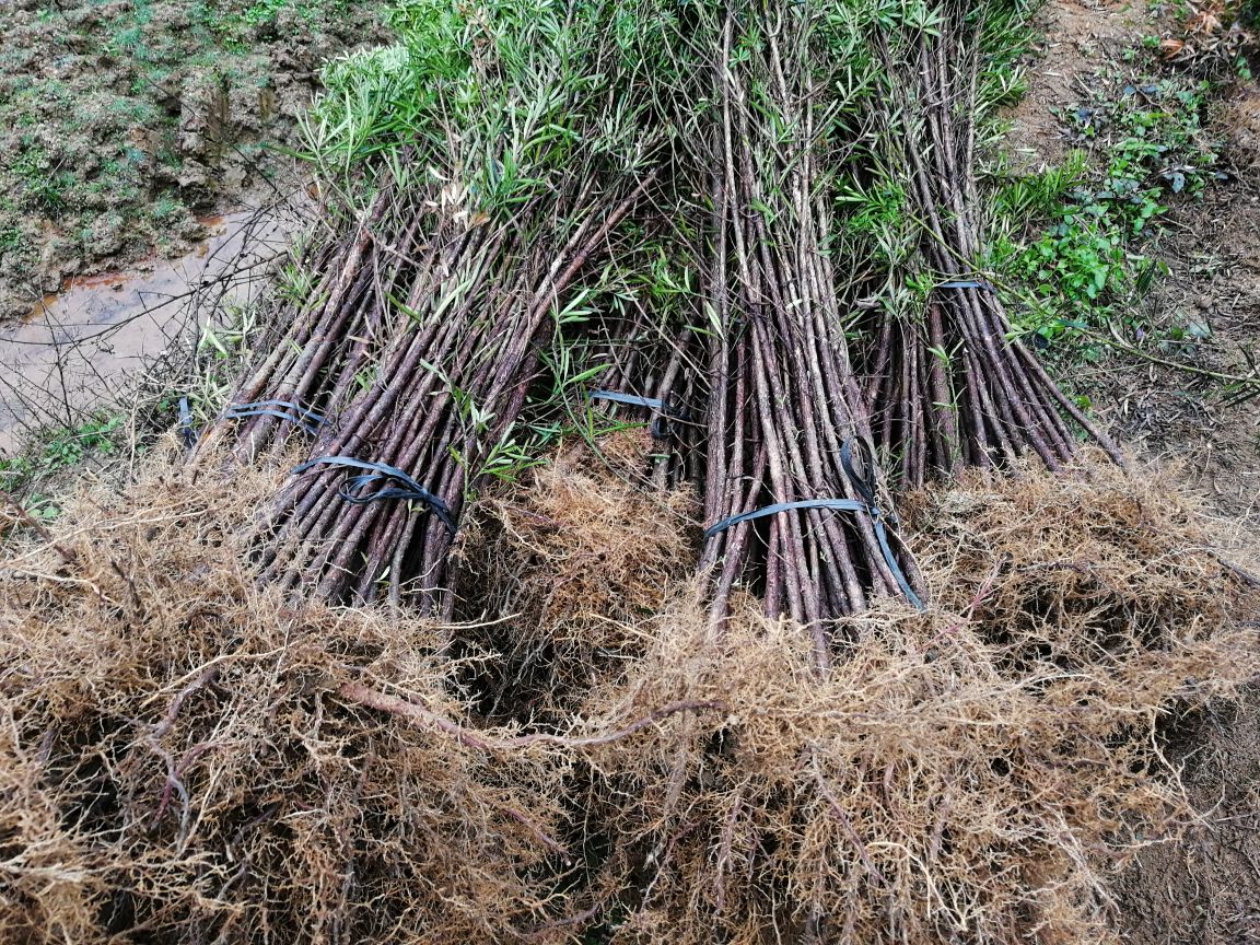 一位顾客在苗圃中挑选罗汉松苗