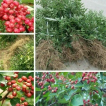 一年花椒苗育苗基地大红袍花椒树苗保湿邮寄现挖现发