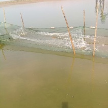 草鱼苗人工养殖8~10cm