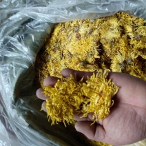 皇菊金丝黄菊