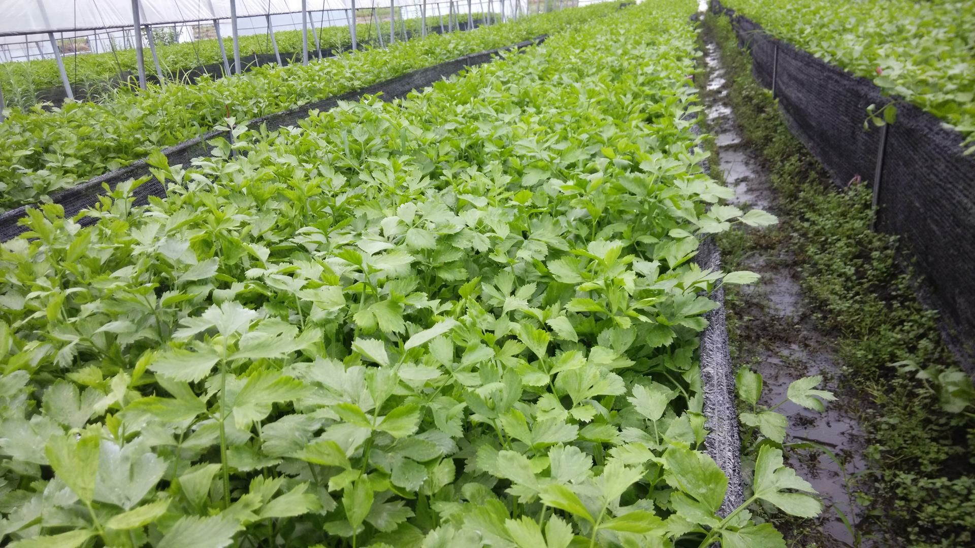 香芹与西芹田间种植图