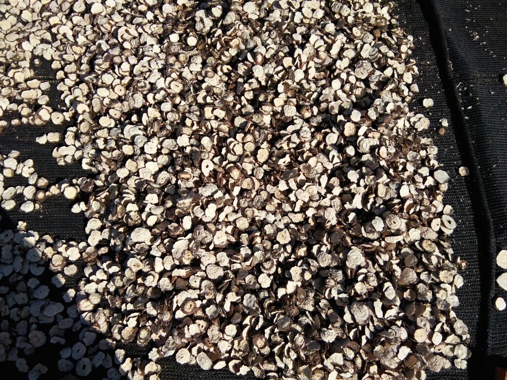 黑玛卡切片并晾干的过程展示,确保无水分残留 黑玛卡切片与晾干过程
