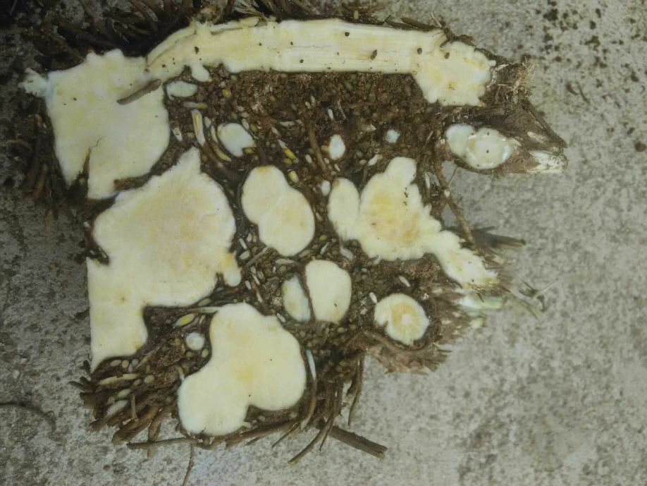 展示子姜与莪术的实物对比,突出其形态与颜色差异 子姜与莪术对比图