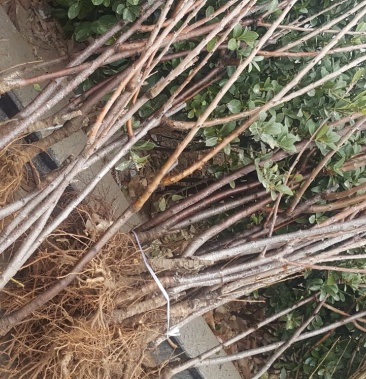 美早樱桃苗2年5080cm