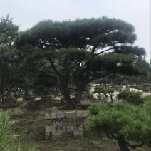 造型松14公分
