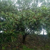 枇杷树地径12公分
