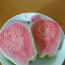 西瓜番石榴苗30~50cm