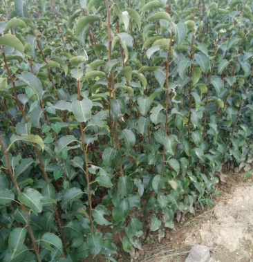 梨树苗80cm以上1cm以下玉露香红星酥