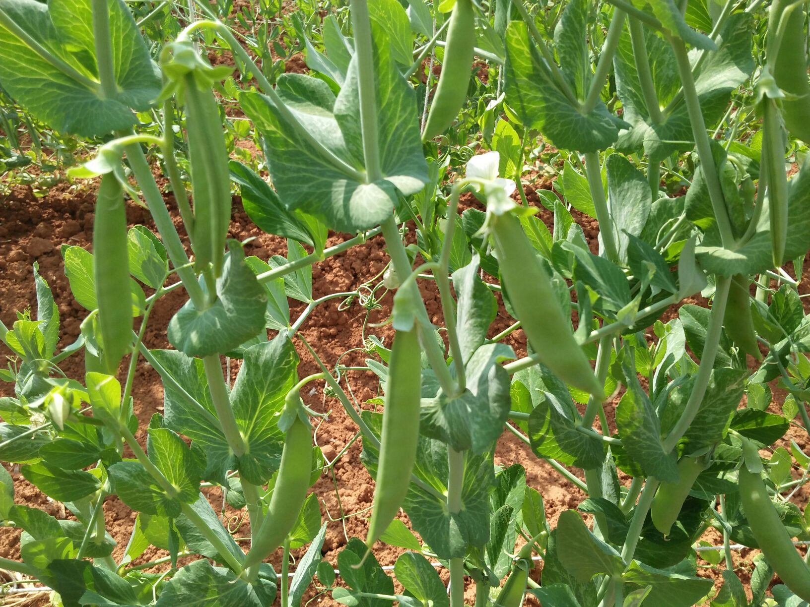 荷兰豆种植田