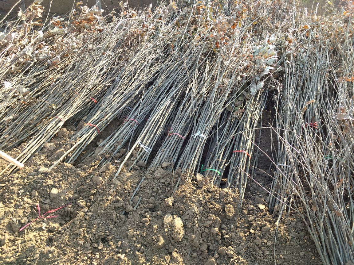 野生锥栗树种植穴准备,展示整地后的种植坑及施肥情况 野生锥栗树种植穴准备