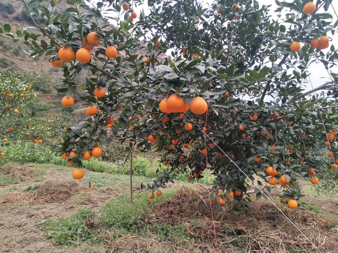 黄果柑果园全景图