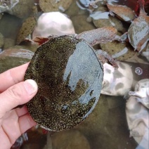 鳖0.5斤甲鱼苗水鱼苗