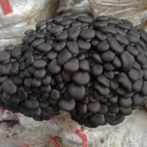【食用菌】菌棒菌种多个品种优质，高产，抗病，品种多。