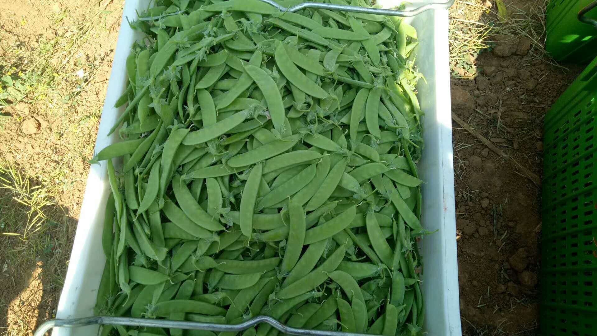 荷兰豆采收场景,工人正在采摘新鲜的荷兰豆荚 荷兰豆采收场景