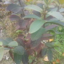 台湾珍珠番石榴苗30~50cm