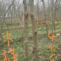 木槿4~6cm4~6cm3.5~4米