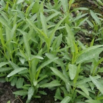 空心菜大量供应空心菜种苗。