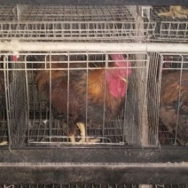 青年鸡肉鸡6~7斤