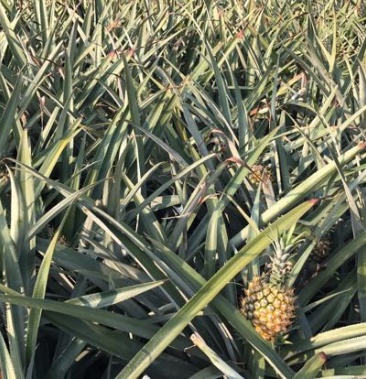 菲律宾(巴厘)菠萝 1.5~2斤