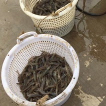 南美白对虾苗南美白淡水虾苗白虾苗虾苗罗氏虾虾苗沙虾虾苗