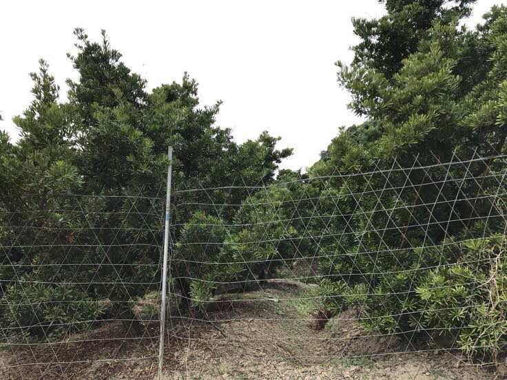 一群志愿者在山林中竖立‘保护野生罗汉松’警示牌,背景是一片郁郁葱葱的森林,其中一株罗汉松被红色警戒线围护,旁边设有科普展板,展示罗汉松的生态价值和法律保护规定 罗汉松保护宣传场景